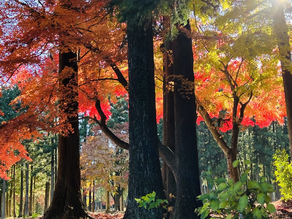 紅葉